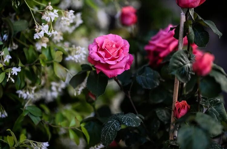 Our lovely home... by MamaMika on DeviantArt Pink garden, Garden pictures, Flowe