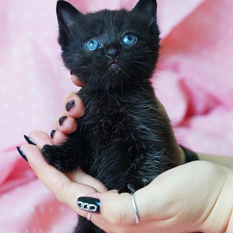 Черный котенок. Чисто черный котенок. Маленький черный котенок. Девочка с черным котенком. Какие черные котята есть