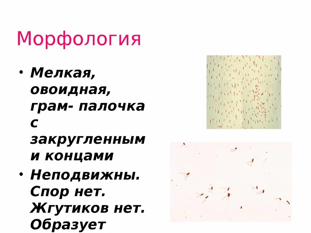 Палочка окраска по граму. Стафилококки генцианвиолет. Коклюш окраска пограмму. Аэротолерантные бактерии примеры. Красные крапинки в кале.