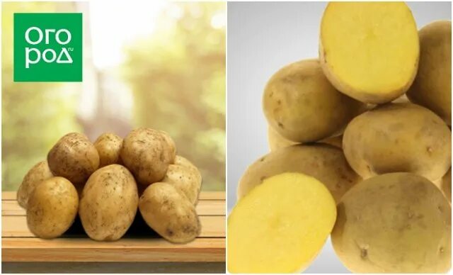 Карельский картофель. Ультраранние сорта картофеля для Урала с фото. Сорта белорусских супер ранних картофеля.