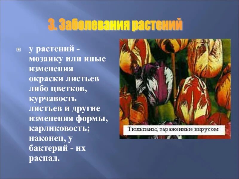 Изменение окраски растений. Изменения происходящие с растениями осенью. Какова окраска листьев у разных растений. Изменение окраски листьев.