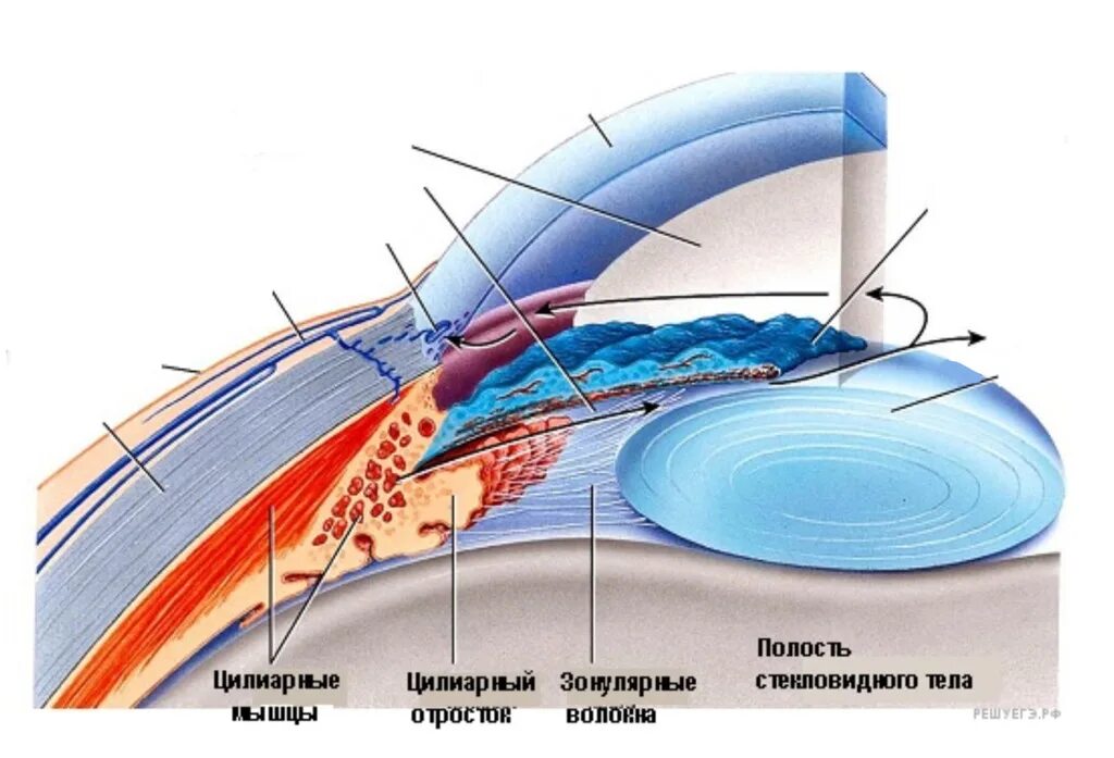 Структуры угла передней камеры глаза. Строение глаза задняя водянистая камера. Хрусталик строение анатомия. Передняя и задняя камера глазного яблока.