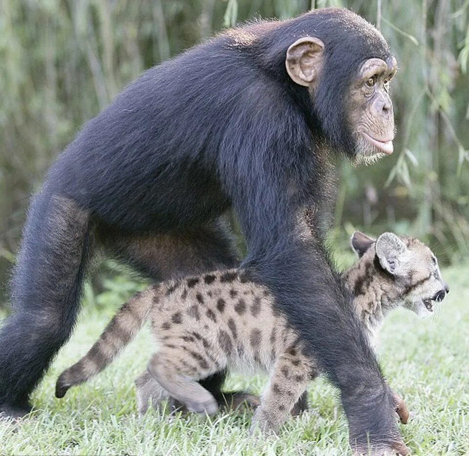Шимпанзе Анджана. Шимпанзе фото. Тигр и обезьяна. Обезьяна вскармливает детёныша.
