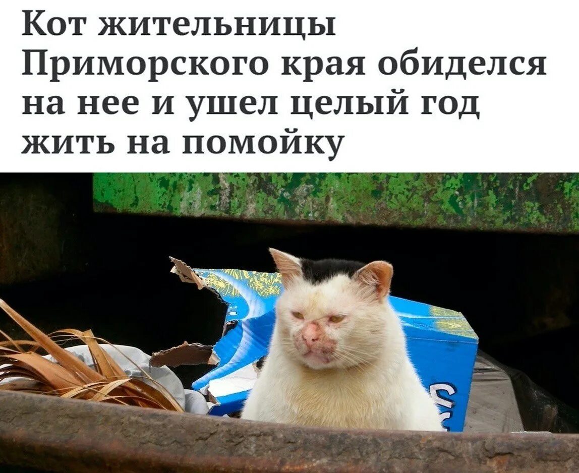 Рифма котик