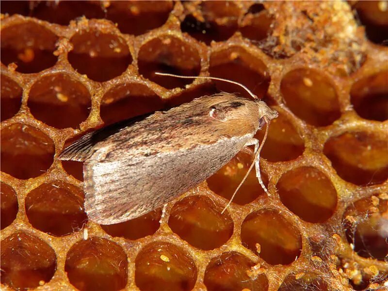 Восковая моль Galleria mellonella. Восковая огневка Galleria mellonella. Личинки восковой моли (огневкой). Личинки восковой моли Galleria mellonella.