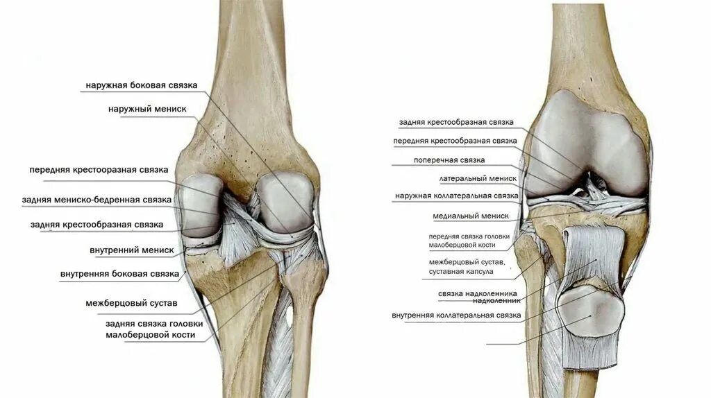 Задняя крестообразная связка коленного сустава анатомия. Крестообразные связки коленного сустава анатомия. Передняя крестообразная связка коленного сустава анатомия. Коленный сустав анатомия связки надколенника. Внутри коленный сустав