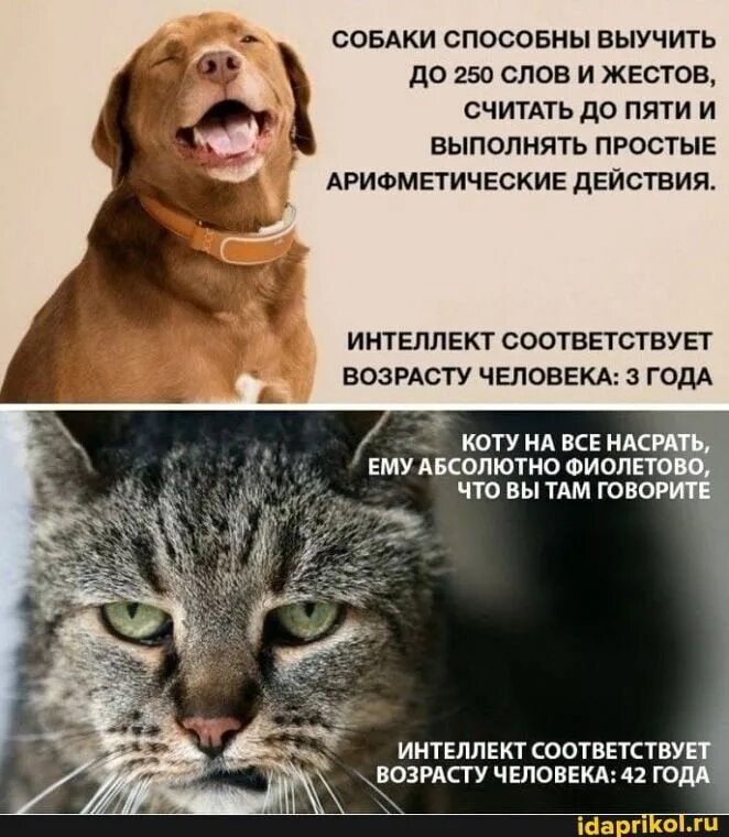 Relatable-Cat-Comics-Missangest Cat comics, Funny comics, Funny cats
