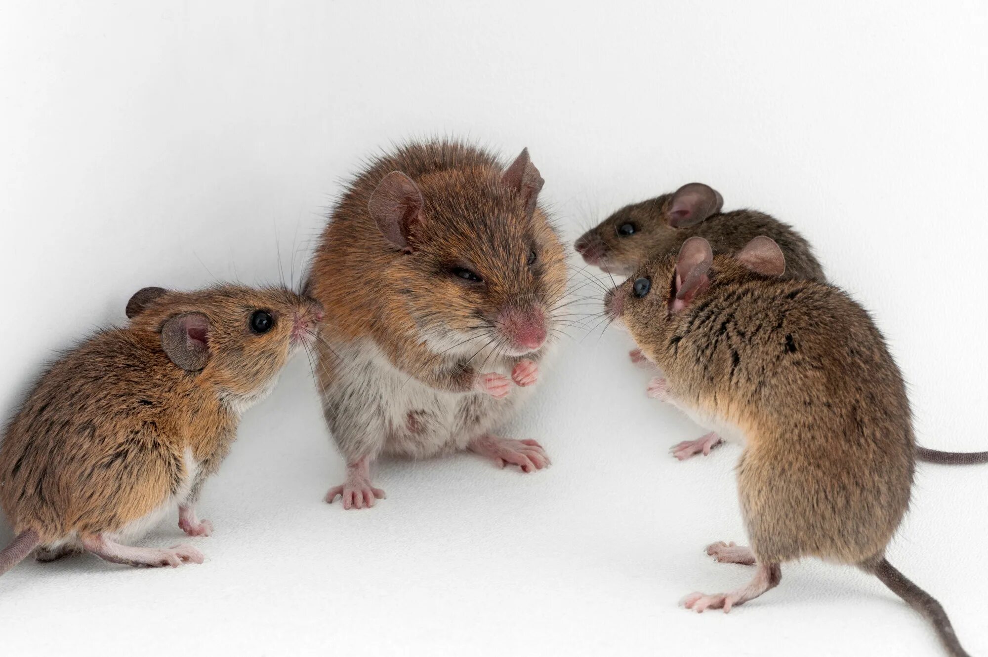 Найти мышей. Mastomys natalensis. Мыши мастомисы. Многососковая крыса. Крысы мастомисы.