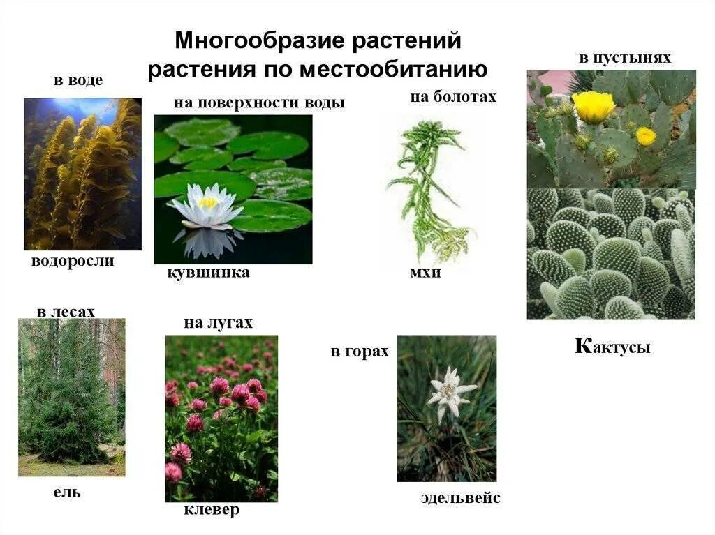 Разнообразные растения. Разнообразие растений. Многообразие видов растений. Растения, их разнообразие.