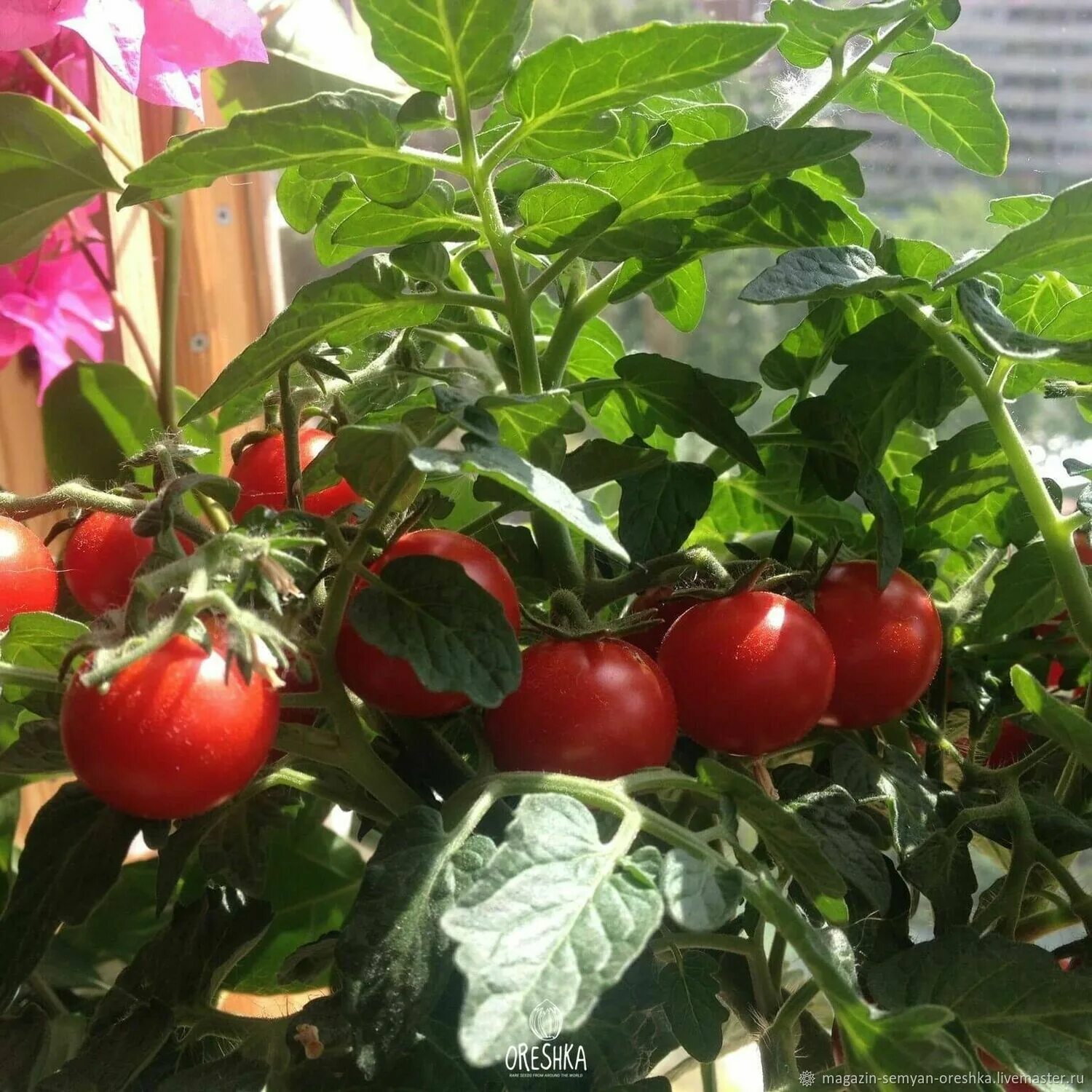 Выращивание томата красным красно. Томат красная шапочка. Томат красная шапочка на подоконнике. Комнатные помидоры. Комнатные помидоры на подоконнике.