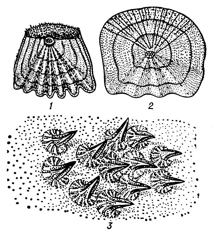 Строение покровов рыб. Покровы костных рыб. Покровы тела ската. Признаки внешнего строения рыб. От чего зависит форма тела и окраска рыб.