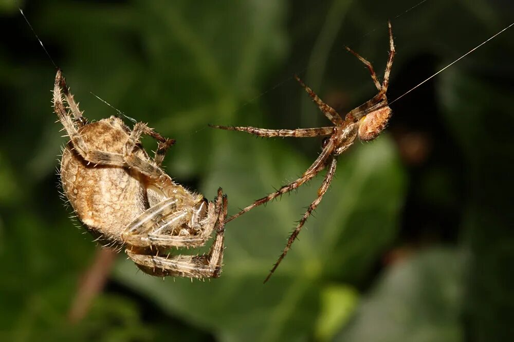 велосипед kellys spider. бразильский странствующий паук. тегенария домовая. мать пауков. Honor z10 велосипед.