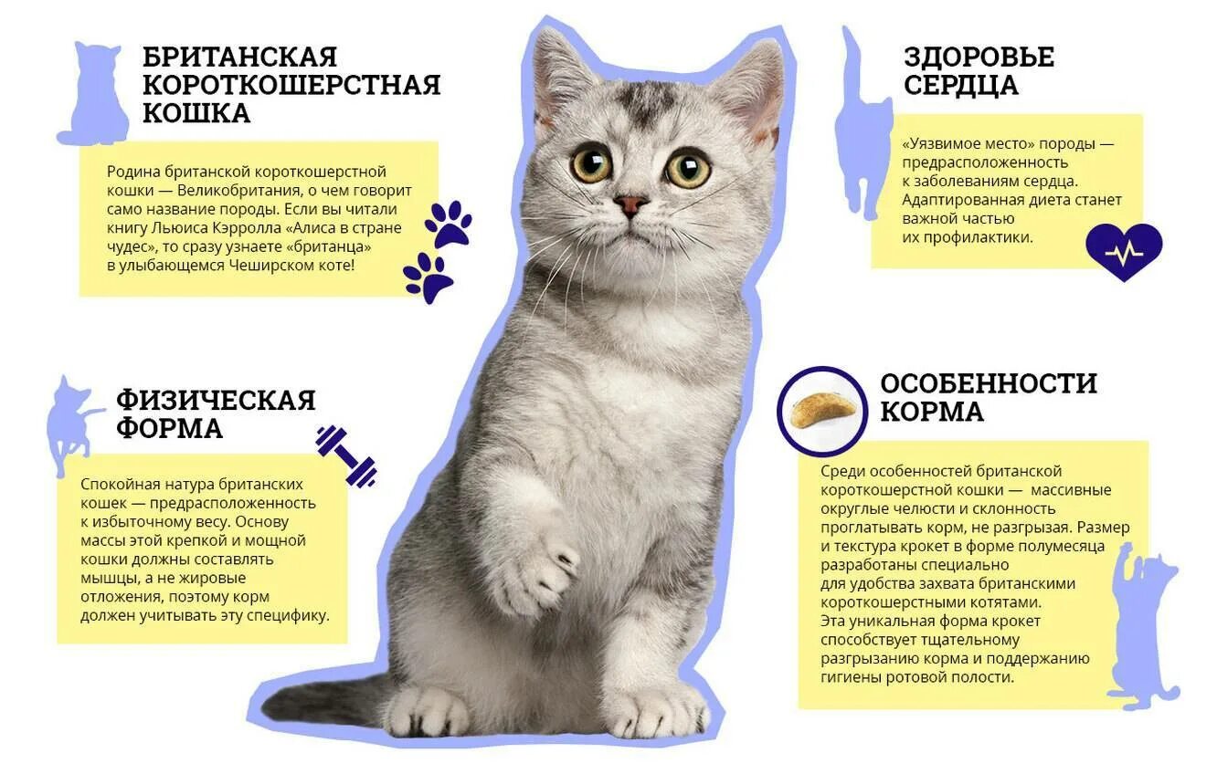 Помоги выбрать кота. Британская короткошёрстная кошка список пород кошек. Корм для шотландских кошек. Британская короткошёрстная кошка характеристика. Что нужно для кошки.