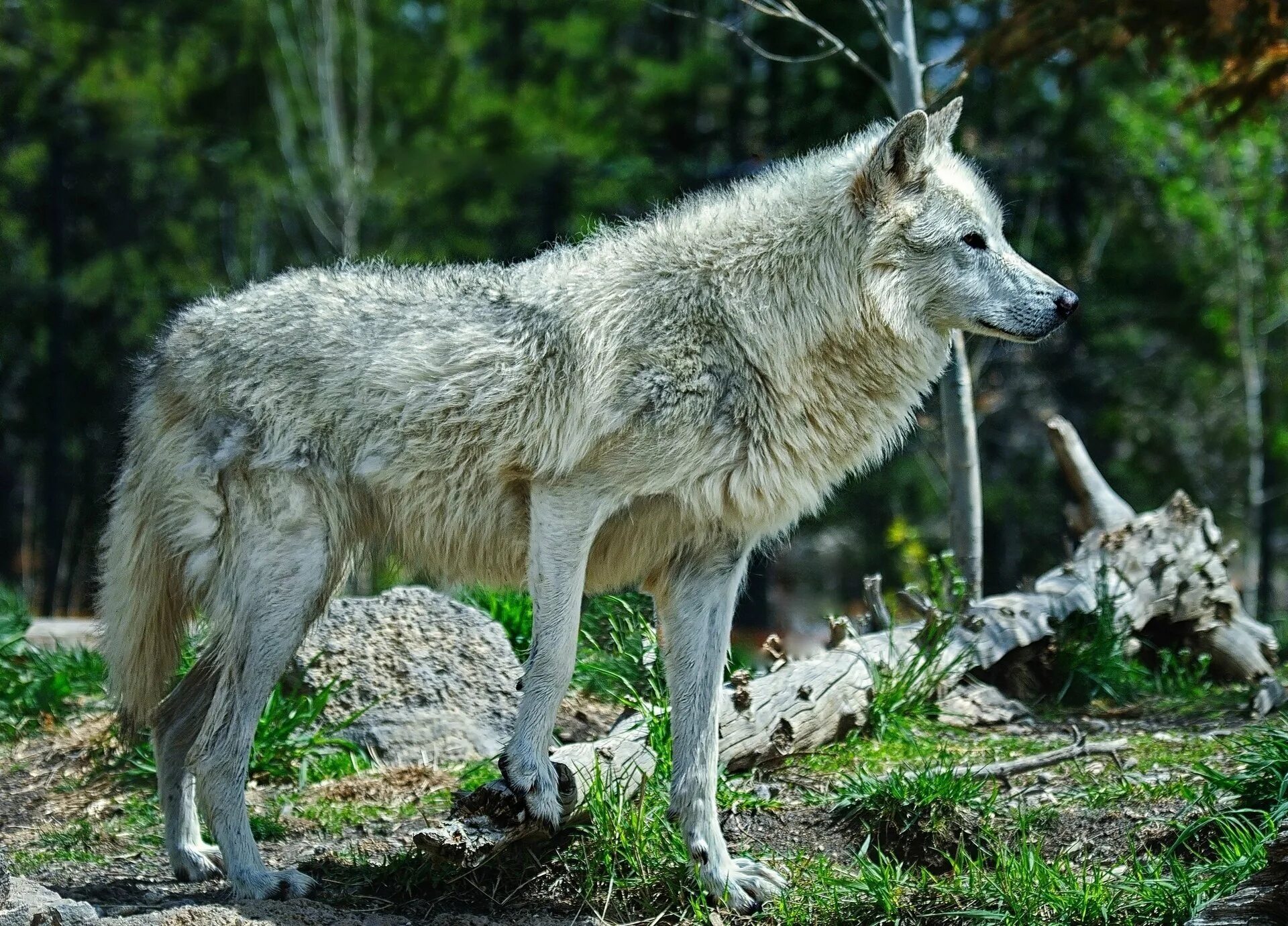 Карпатский волк. Мегафаунный волк. Животные леса. Лесные звери.