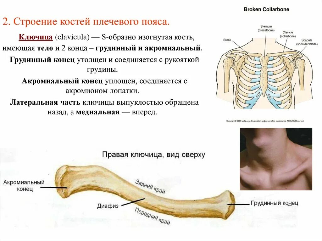 Каких костей относятся кости лопатки. Кости плечевого пояса строение. Анатомическое строение ключицы. Кости ключицы анатомия. Где находится грудинный конец ключицы.