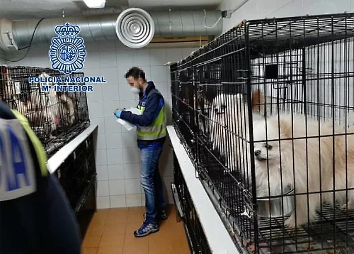 Дзен видео питомник собак. Питомник собак. питомник для разведения собак. собаки питомников. ветеринар питомник.