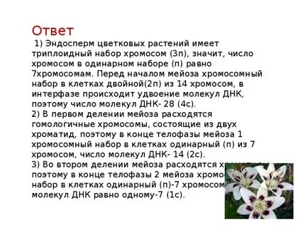 Эндосперм хромосомный набор