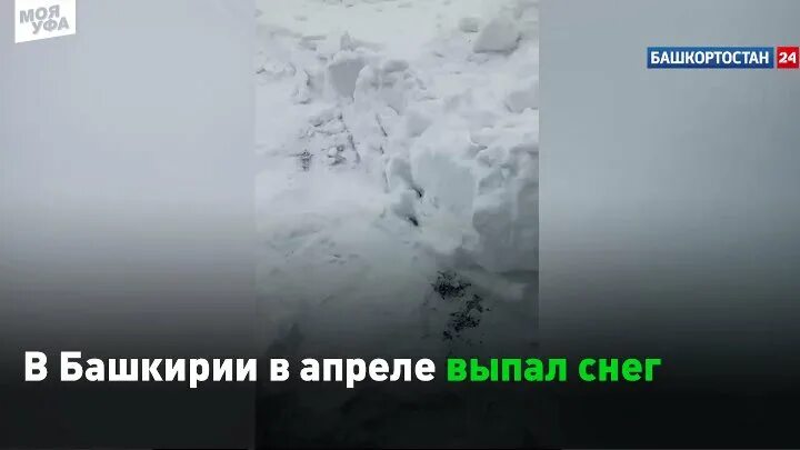 В апреле выпадет снег. В Башкирии выпал снег. Апрель снега много. Снег в апреле. Выпал снег в апреле.