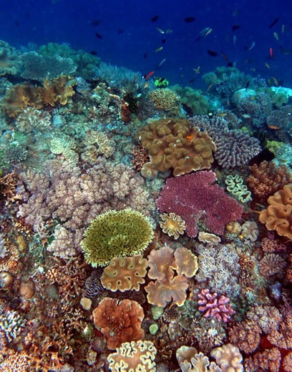 Коралловый риф 4. Барьерный риф. Большой Барьерный риф кораллы. Риф Раройя. Ортахский риф.