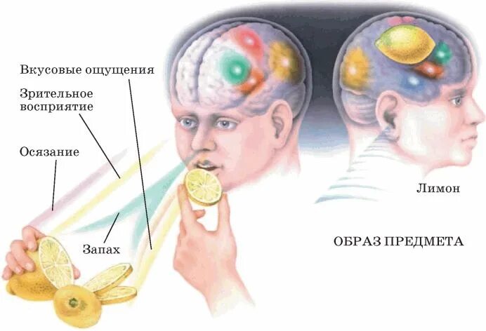 Вкусовые ощущения и восприятие. Ощущение и восприятие. Характеристика зрительных ощущений. Ощущения и восприятия человека.