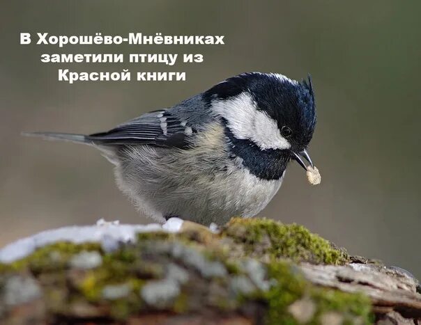 Картинки МОСКОВКА ХОХЛАТАЯ СИНИЦА