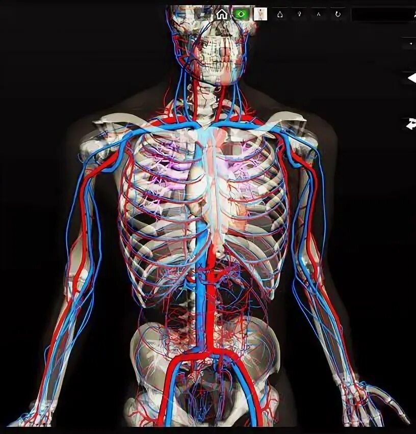 Human body 3d. Bone 3d.