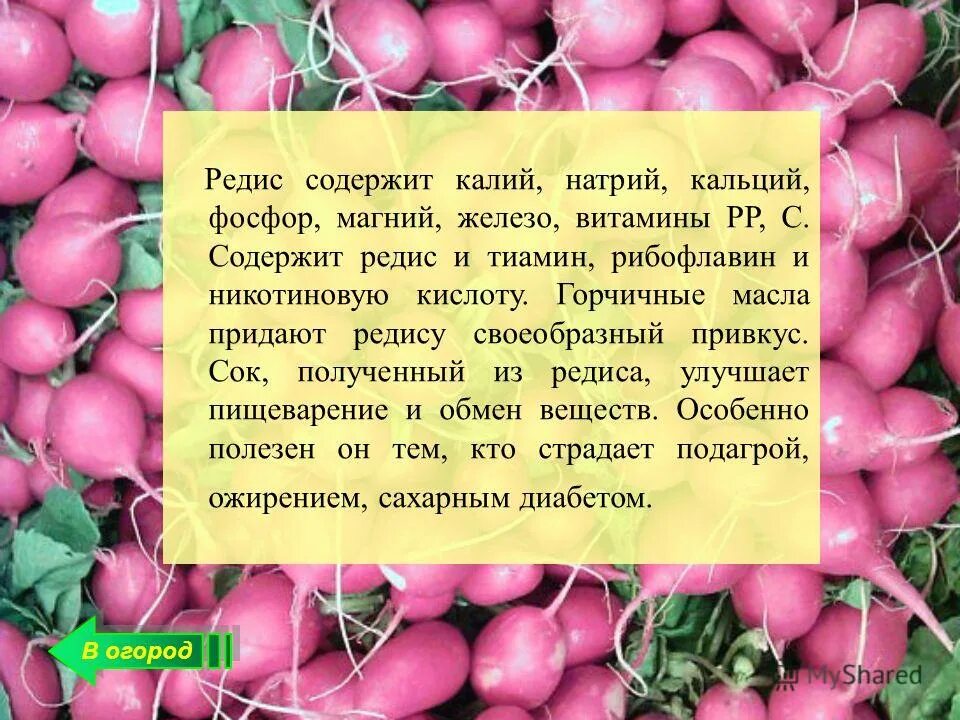 Какие витамины содержатся в редиске. Полезные витамины в редиске. редис витамины. редис какие витамины содержит. редис полезные вещества.