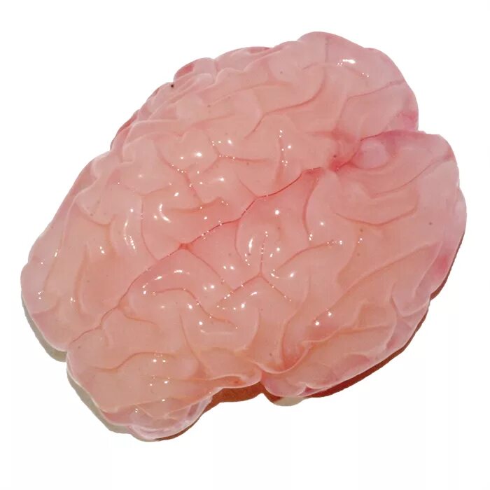 Brain 106. Натовщий мозг человека.