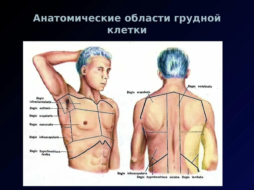 Области груди анатомия. Области грудной клетки. Области на грудной клетке ссдаи. Болит слева под грудной клеткой спереди. Боли под правой грудиной