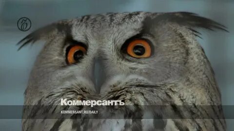 Совы прилетают в полночь аудиокнига