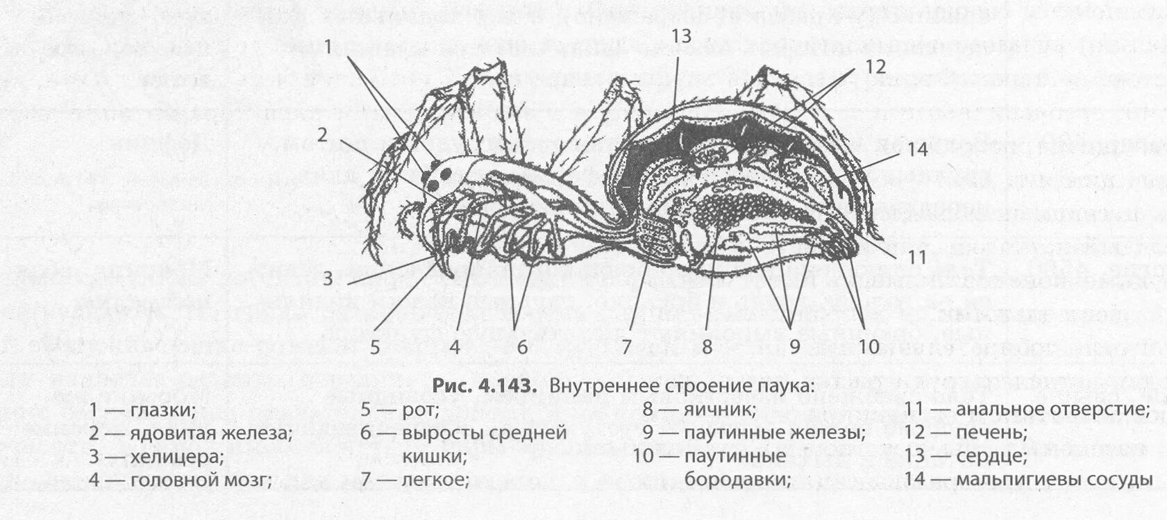 Паукообразные схема. Схема внутреннего строения паука. Внутреннее строение паука крестовика. Схема внутреннего строения тела паука. Внутреннее строение паукообразных схема.