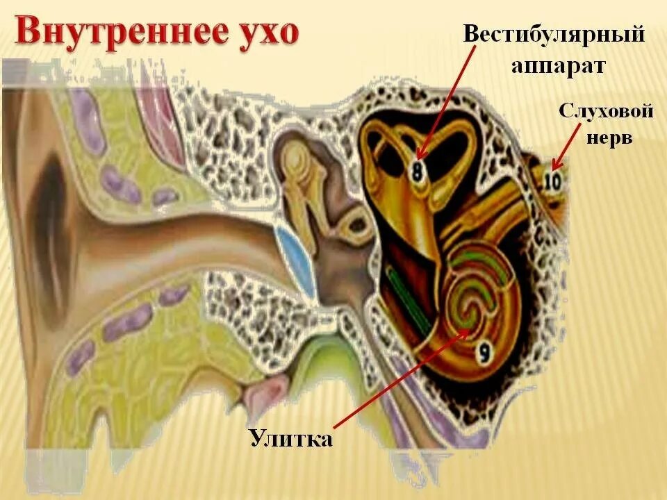 Внутреннее ухо улитка анатомия. Внутреннее ухо вестибулярный аппарат. Строение внутреннего уха орган слуха. Вестибулярный аппарат внутреннего уха строение.