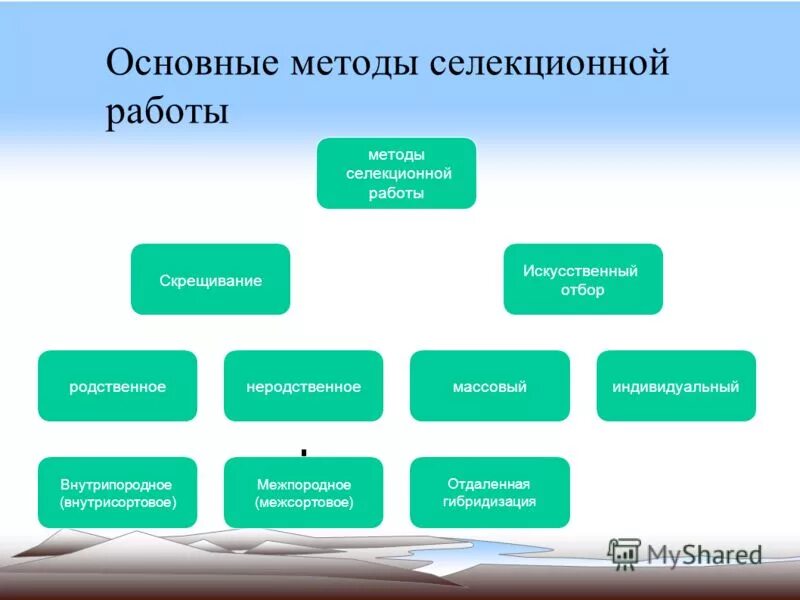Какие методы используются в селекционной работе. Основные методы селекционной работы. основные виды селекционной работы. схема селекционной работы. методы селекционной работы схема.