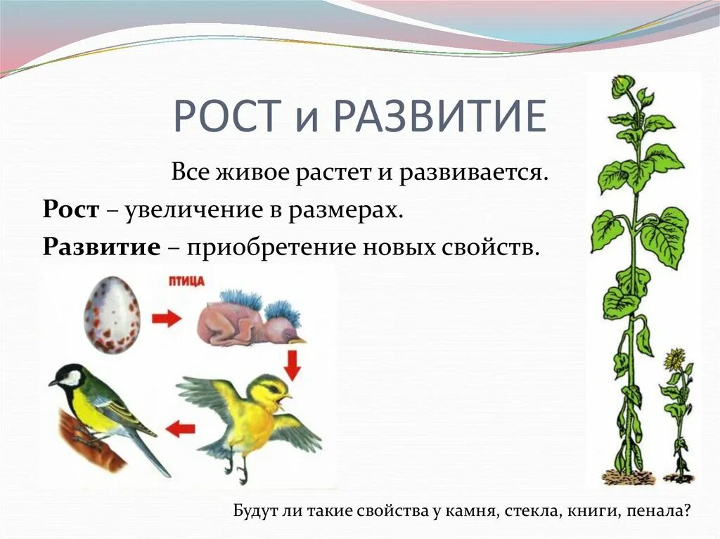 Растет значит развивается