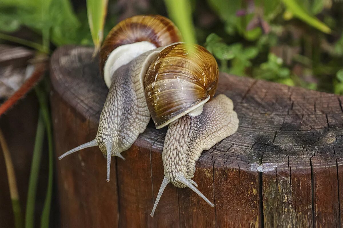Улитка обыкновенная. Поцелуй улиток. Гермафродитизм у улиток. Улитка 2. Улитка 2.