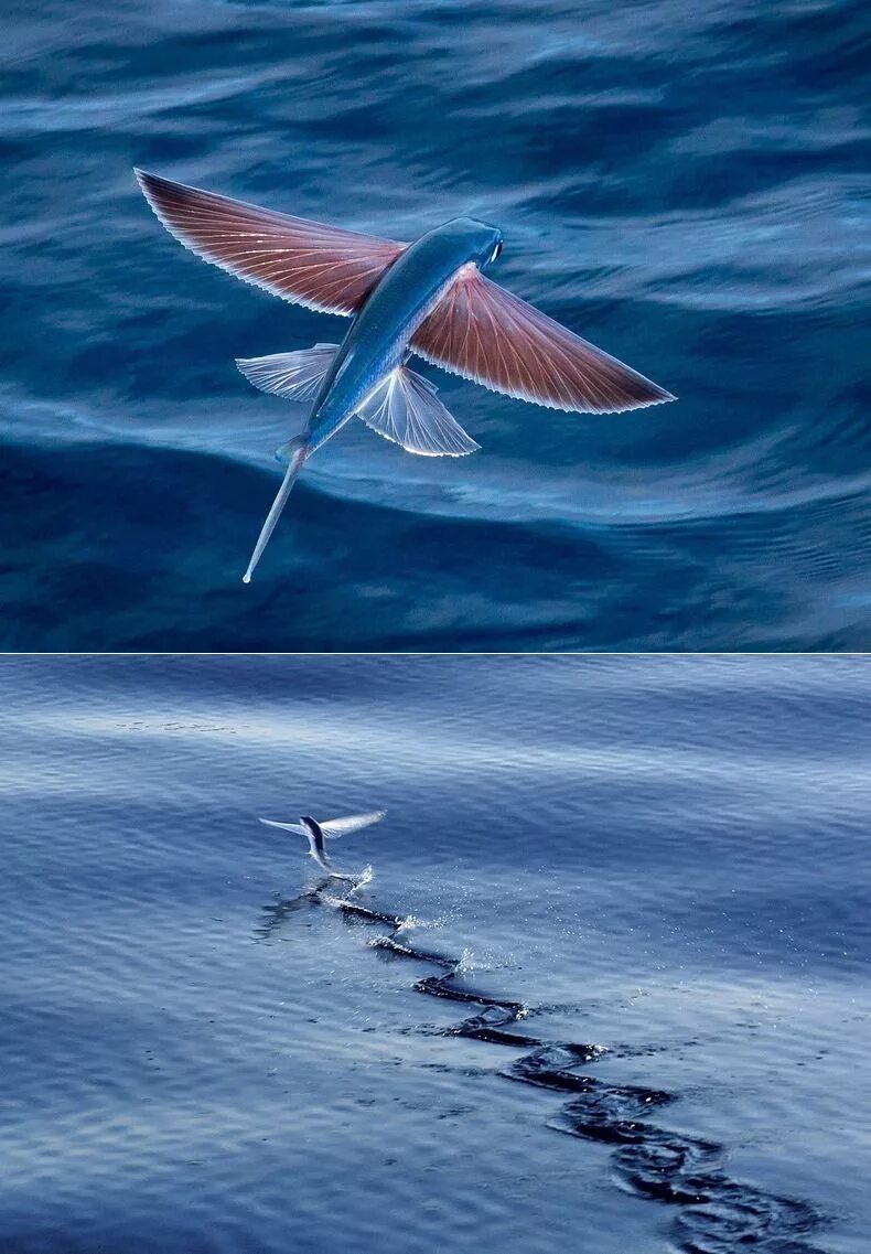 Летучая рыба – Exocoetidae. Четырехкрылая летучая рыба. Летучая рыба биплан. Рыба птица.