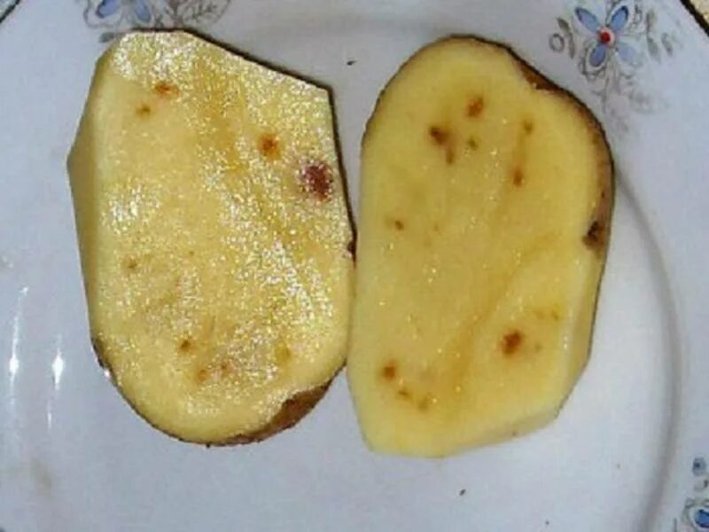 Почему картошке можно. Железистая пятнистость картофеля. на картошке железистая пятнистость. болезни картофеля железистая пятнистость клубней. железистая пятнистость - болезнь картофеля.