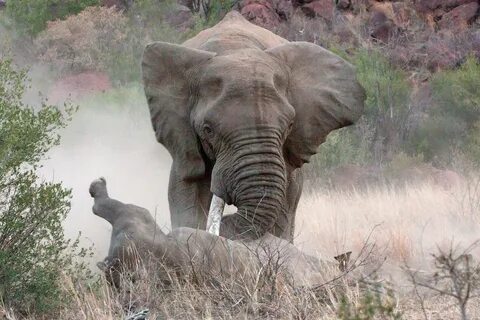 Слон против носорога 