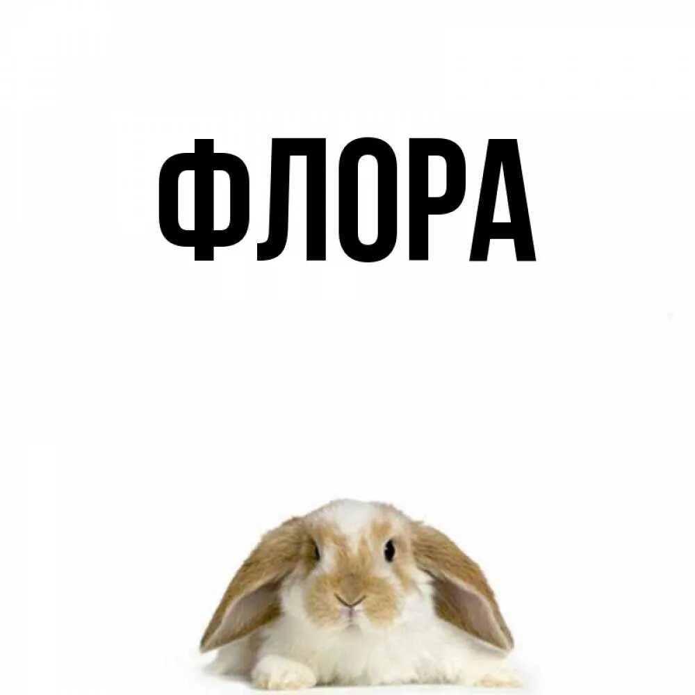 Flora name. Flora logo png. Flora имя. Flora имя. Flora имя.