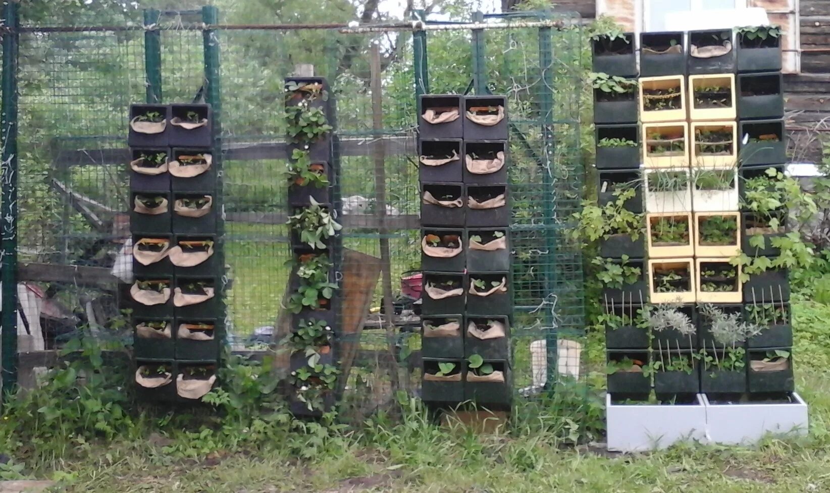 заборчик из пластмассовых ящиков. заборчик из пластмассовых ящиков. ограждение из пластиковых ящиков. шпалерная живая изгородь. забор для цветника из пластиковых ящиков.