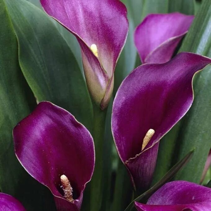 Калла Purple Sensation. Калла (Zantedeschia) Пако. Калла грейп вельвет. Калла Вайолет (Zantedeschia)фиолетовая.