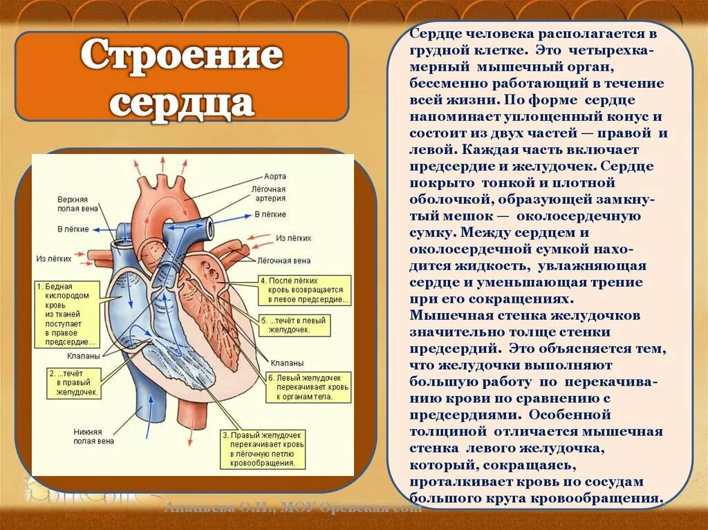 Какая кровь в левом желудочке сердца. Строение сердца человека. Сердце главный орган кровеносной системы. Правый желудочек кровь.