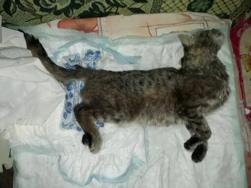 Кот со сломанной лапой. Кот со сломанным позвоночником. сломанный позвоночник у кошки.