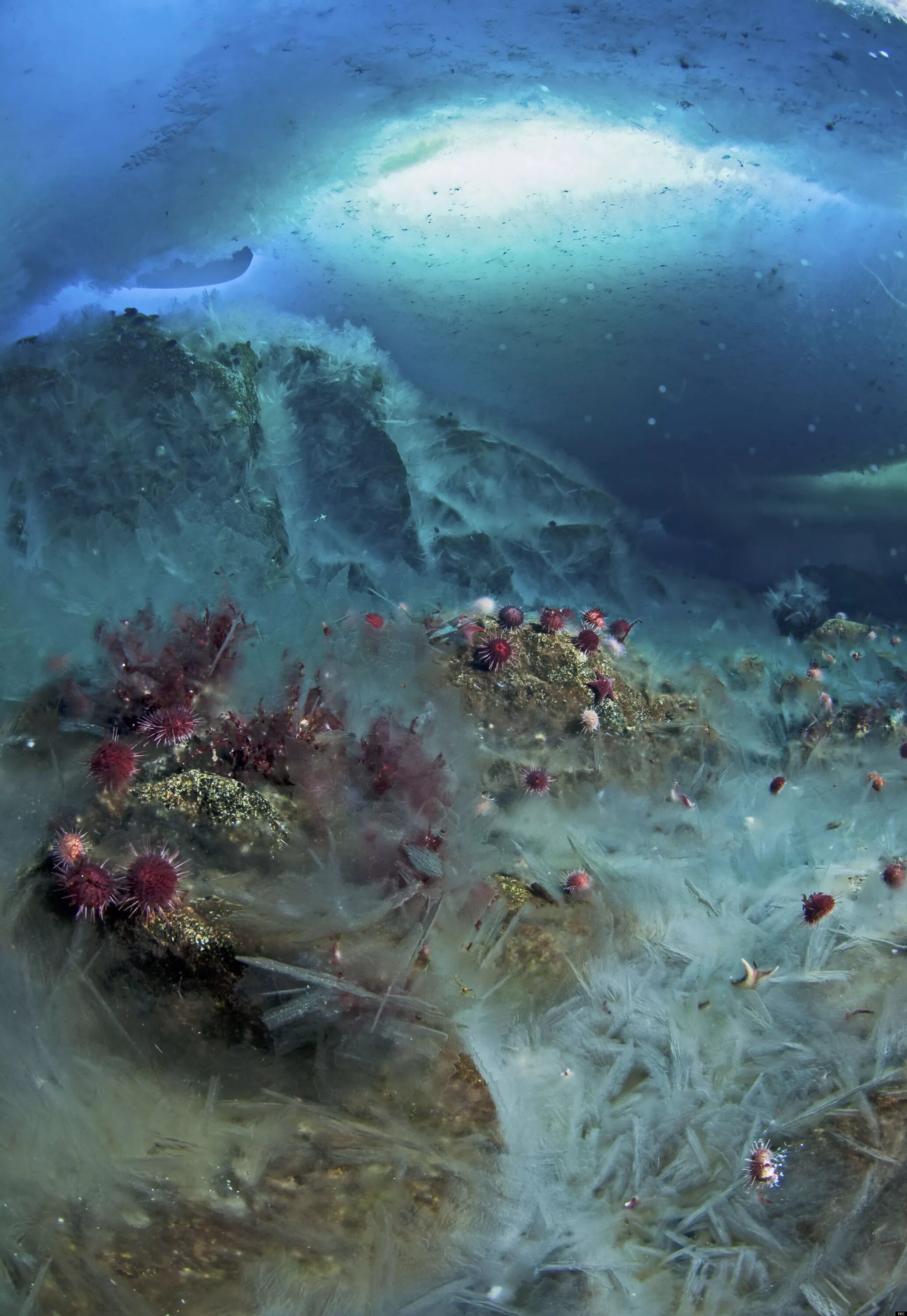 Брайникл явление. Брайникл ледяной палец смерти. Брайникл. Брайникл природное явление. Брайникл ледяной палец смерти.