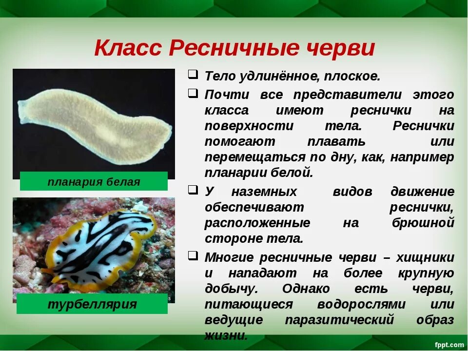 Тип плоские черви особенности строения. Тип плоские черви класс ресничные черви. тип плоские черви. класс ресничные 7 класс биология. тип плоские черви класс ресничные. 7 класс биология тип плоские черви. класс ресничные черви.