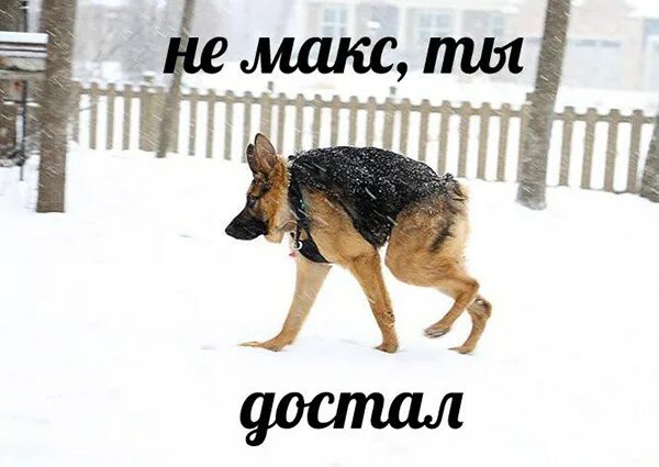 Мем макс иди на собака Пин от пользователя Allison Barnes на доске humor Мемы, Веселые мемы, Смешные ме