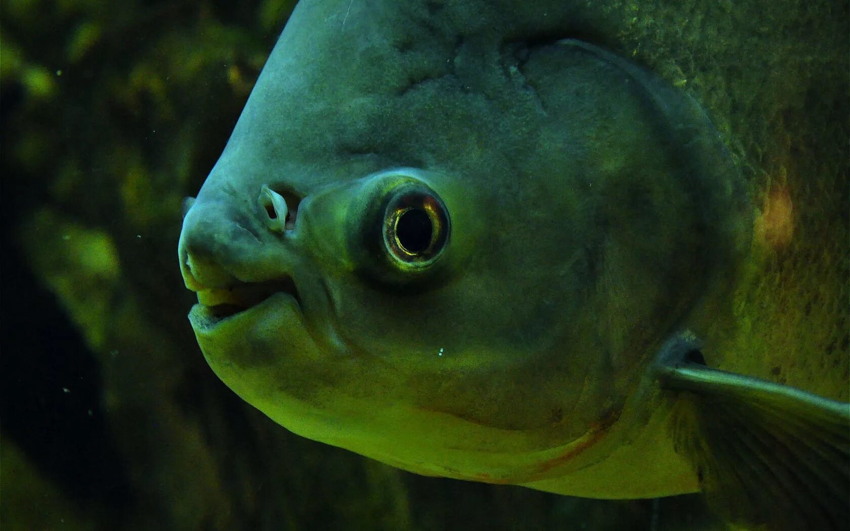 Рыбка довольно. Весёлые рыбки. Рыбка фугу аквариумная фуга. Смешные рыбы. Смешные рыбы.