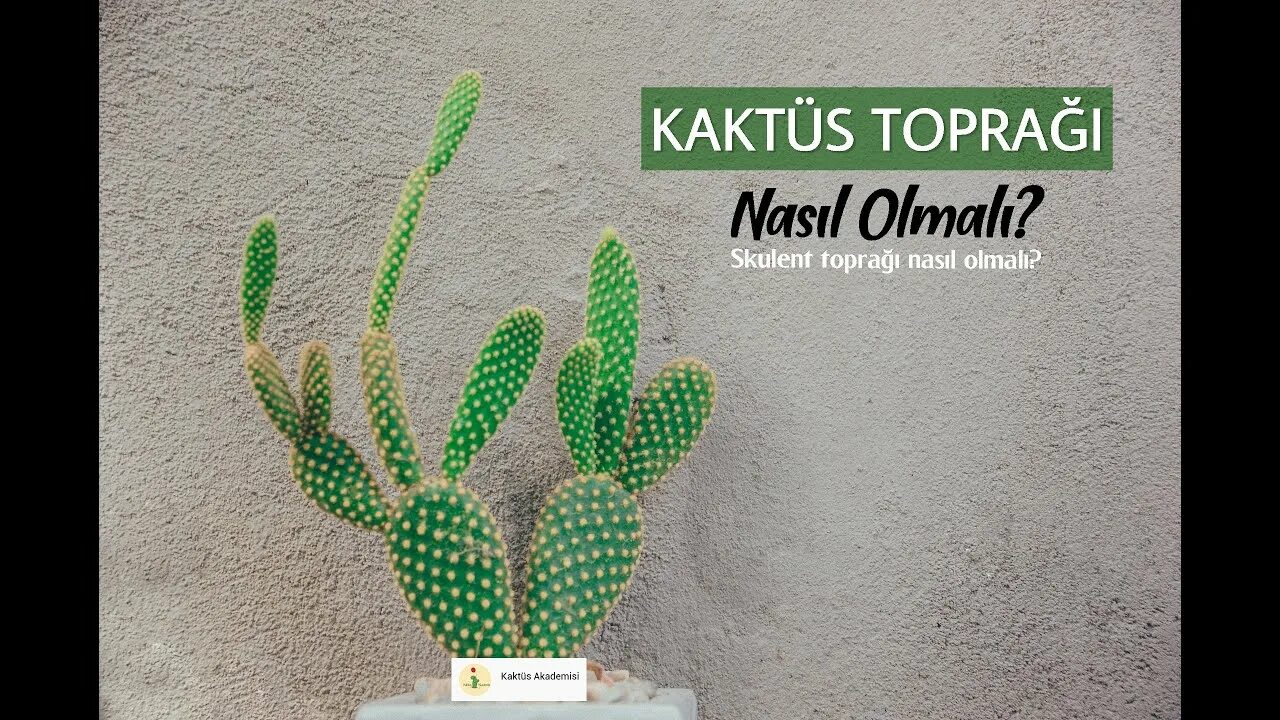 Кактус зеленая окраска. Spike cactus. Кактусы светло зеленого цвета. Цветовые сочетания палитра сидс. Стебель кактуса.