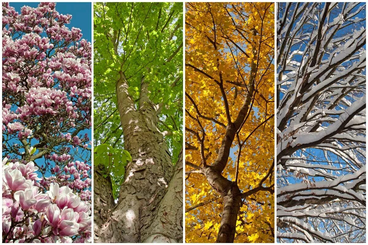 Seasons trees