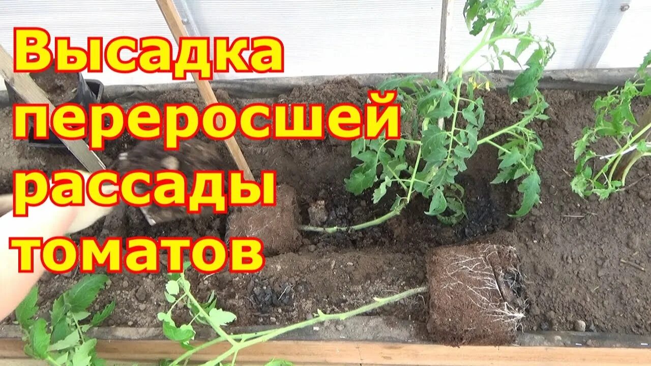 Переросшая рассада томатов что делать. Высадка переросшей рассады. Посадка переросшей рассады томатов. Рассада помидор переросла. Как посадить переросшую рассаду помидор.